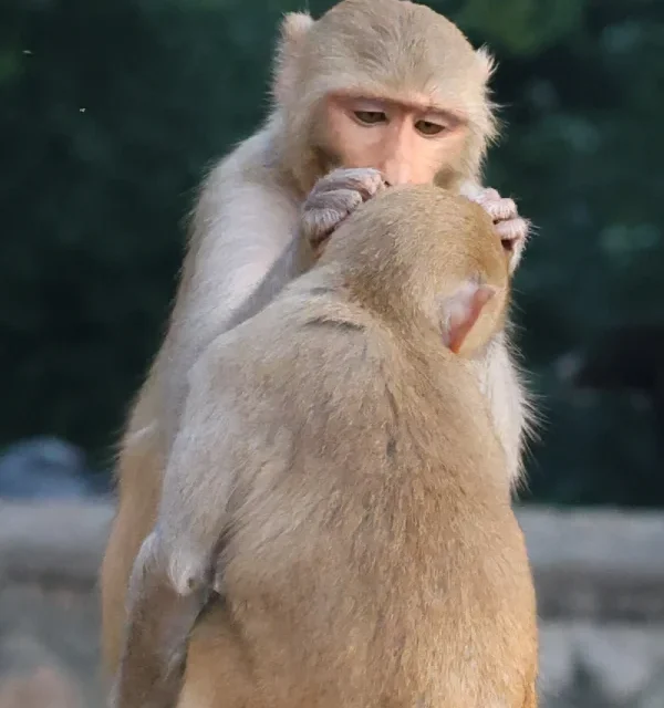 Mono con su cría en India