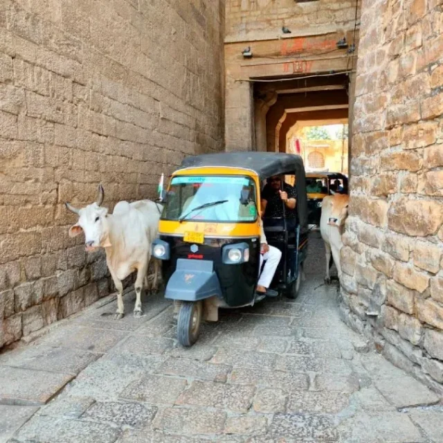 Callejón con tuk-tuk y vacas en Jaisalmer en india
