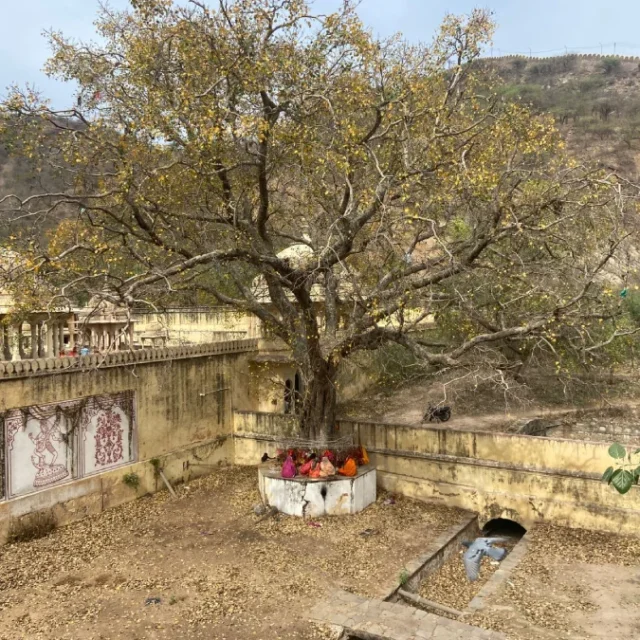 Árbol sagrado en India